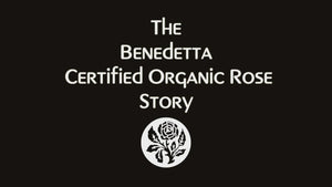Video Description of Certified Organic Damask Rose Harvest